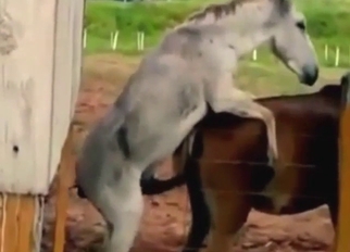White vs brown in a horse porn movie with gape