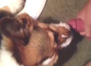 Loving that dick is what makes the dog cum