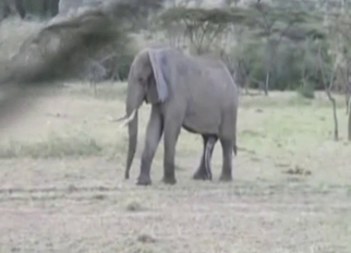Hard-dicked elephant is flaunting that boner
