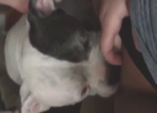 Confident animal is happy to lick a hairy cock