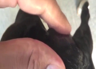 Dog is going to showcase its wet, hot pussy