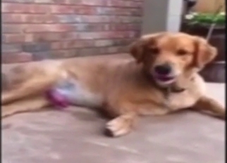 Dog JO session with a cute animal stroking