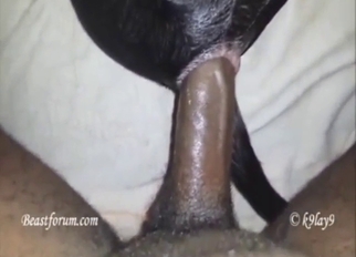 Anal fuck for a black Labrador that loves BBC