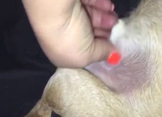 Handjob scene with a dog that gets stroked