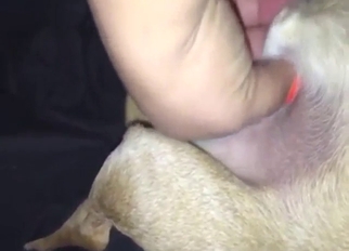 Handjob scene with a dog that gets stroked