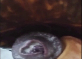 Turtle porn shows a nice close-up fucking