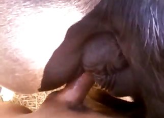 The horse got nicely fucked from behind