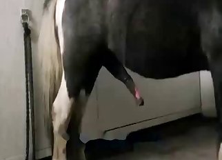 Cow gets banged hard by a horny farmer at the farm