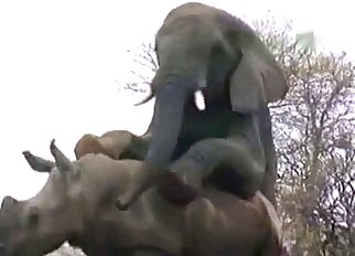 Elephant fucking a rhino in doggy style pose