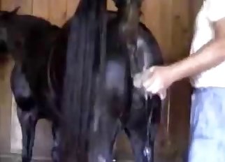 Black horse prepared for nasty bestiality XXX